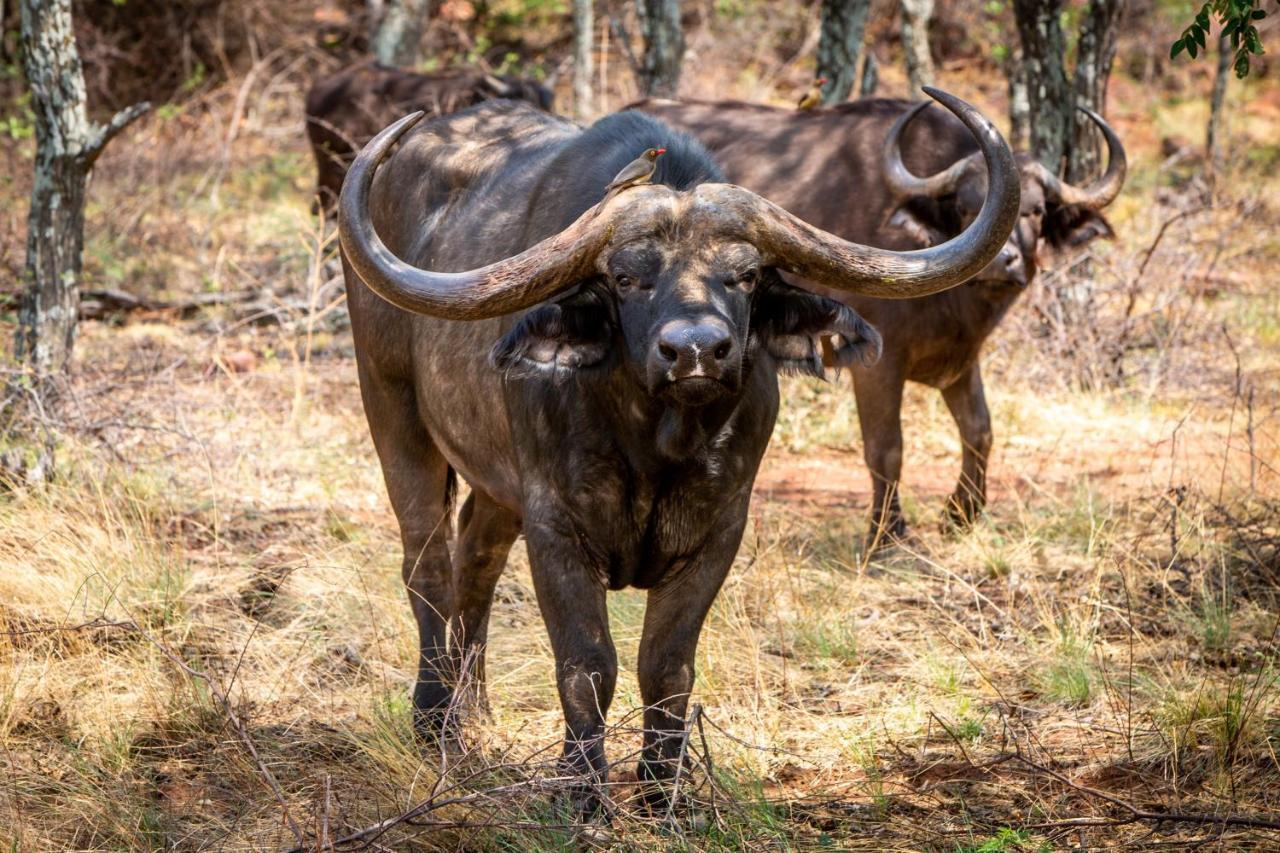 Lephalale Nungu Game Lodge מראה חיצוני תמונה