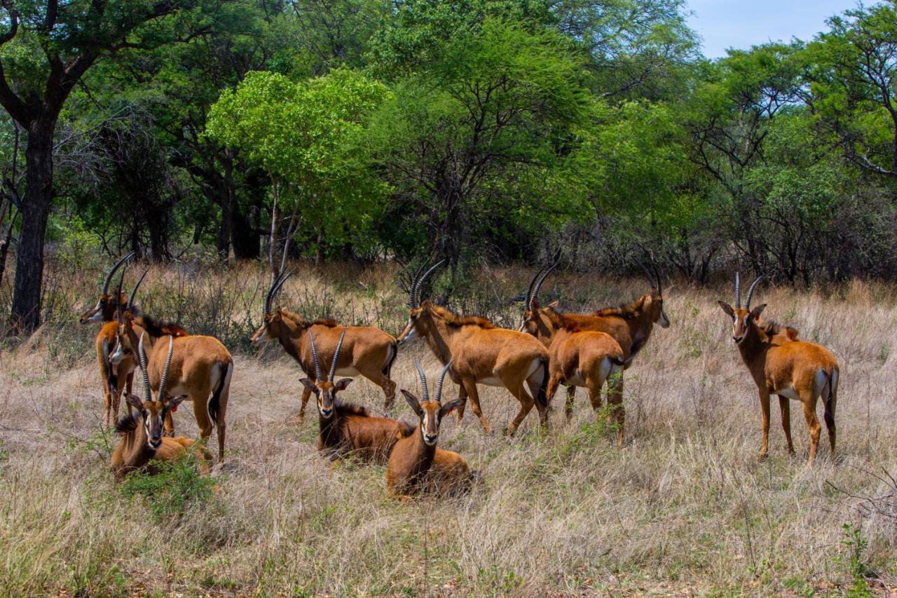 Lephalale Nungu Game Lodge מראה חיצוני תמונה