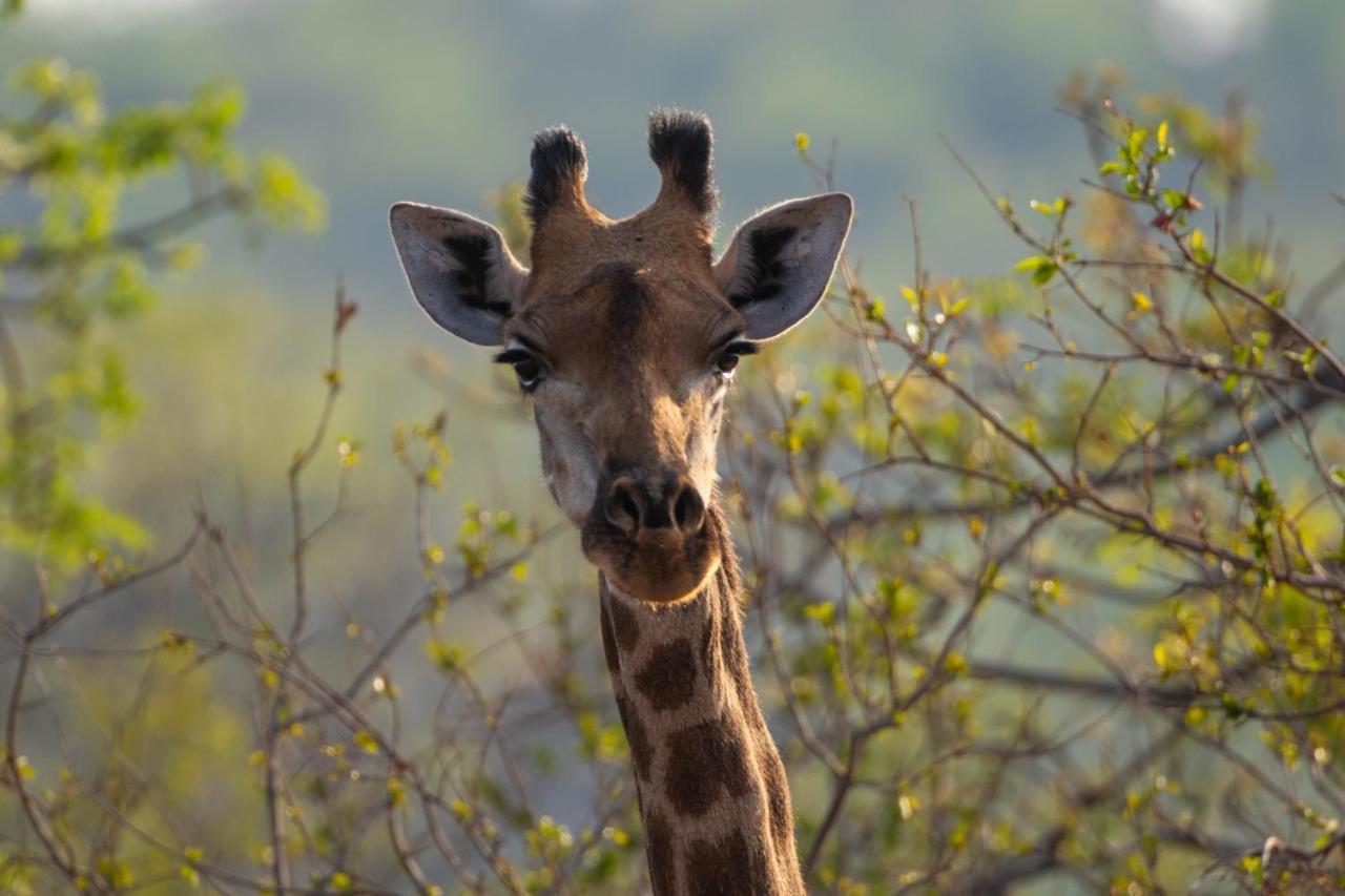Lephalale Nungu Game Lodge מראה חיצוני תמונה
