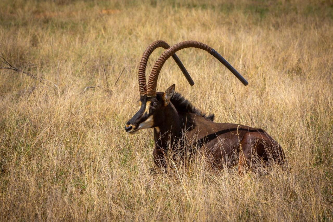 Lephalale Nungu Game Lodge מראה חיצוני תמונה